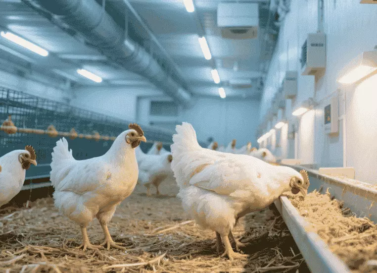 Geflügelbeleuchtung (4)